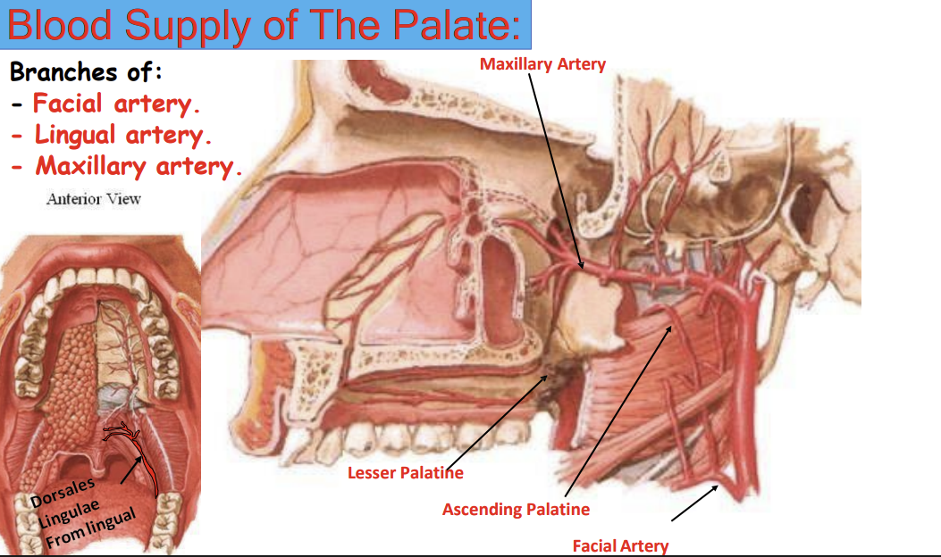 <p>Branches of the facial, lingual and maxillary arteries</p>