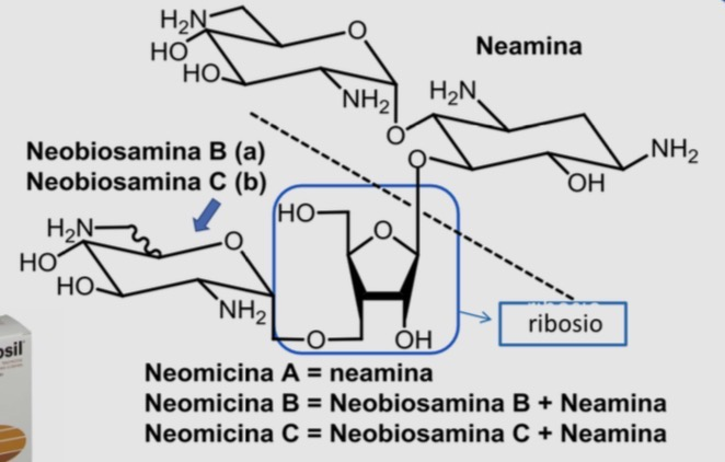 <ul><li><p>derivato 2 deossistreptamina 4,5 disostiuita</p><ul><li><p>diverso pattern di sostituzione dell’anello aminociclitolico</p></li></ul></li><li><p>tossicità</p><ul><li><p>troppo nefrotossica</p></li><li><p>ototossica</p><ul><li><p>entrambi se usata sistemicamente</p></li></ul></li></ul></li><li><p>solo topica</p><ul><li><p>cute</p></li><li><p>mucose</p></li></ul></li><li><p>OS</p><ul><li><p>disinfettante intestinale</p></li><li><p>prima di interventi</p></li></ul></li></ul><p></p>