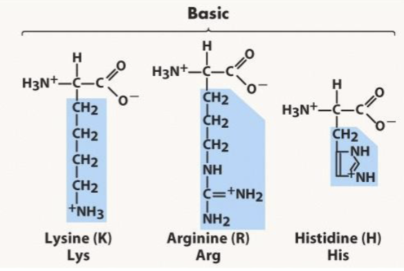 <p>-amine group as side chain.       BA basic=amine</p><p>-POSITIVE charge</p><p>-hydrophilic</p><p>-electrostatic (ionic), and hydrogen bonds</p><p>BLAH</p><p>Basic=<strong> </strong>Lysine, Arginine, Histidine</p>