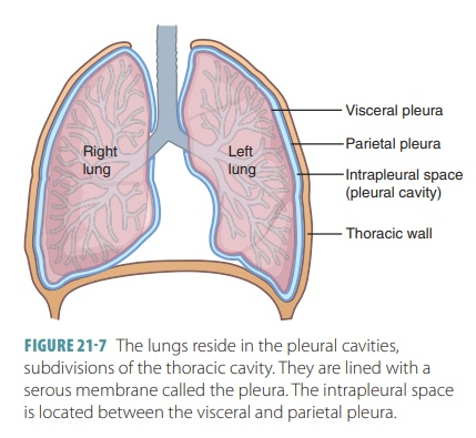 <p>Pertaining to the organs within a body cavity</p>