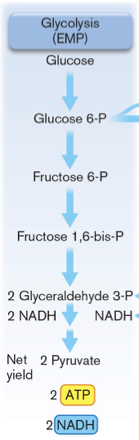 <ul><li><p>most common pathway for glucose degradation to pyruvate</p></li><li><p>provides precursor metabolites NADH and ATP</p></li><li><p>presence or absence of O2</p></li><li><p>two phases: 6 C phase (uses ATP), and 3 C phase (makes ATP)</p></li></ul><p></p>