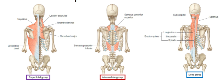 <p>• Back muscles exist in 3 layers with largely separate functions</p><p>Superficial layer: mostly move scapula and shoulder girdle</p><p>Intermediate layer: respiratory</p><p>Deep layer: move/stabilize spinal column</p>