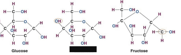 <p><span style="background-color: transparent;">One of two simple sugars that are bound together to make up the sugar found in milk. Monosaccharide. Less stable than glucose, so the liver rapidly converts it to glucose</span></p>