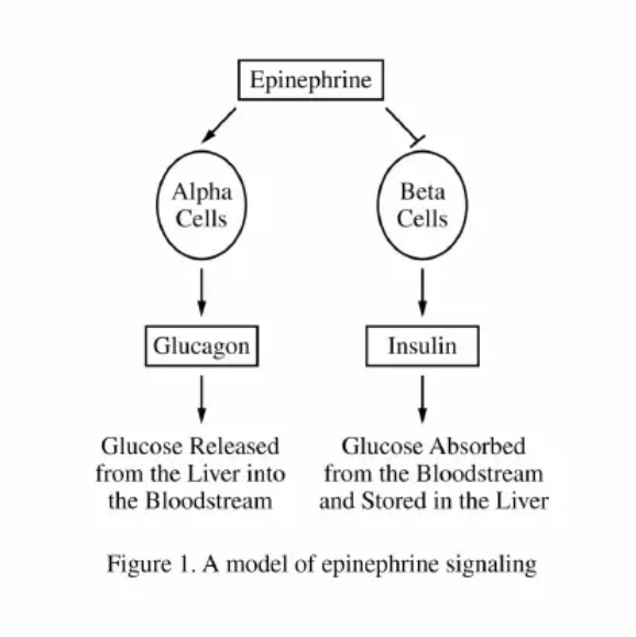 <p>Figure 1. A model of epinephrine signaling</p><p>Two types of cells, alpha and beta cells, produce signaling molecules that affect blood sugar levels in opposite ways (Figure 1). Epinephrine is a chemical, often released during periods of exercise, that ultimately causes an increase in blood sugar levels in the body.</p><p>Based on Figure 1, which of the following best explains how exercise causes blood glucose levels to rise?</p><ul><li><p><strong>A: </strong>Epinephrine inhibits alpha cells, causing the release of glucagon, and activates beta cells, blocking the release of insulin.</p><p></p></li><li><p><strong>B: </strong>Epinephrine activates alpha cells, blocking the release of glucagon, and inhibits beta cells, causing the release of insulin.</p><p></p></li><li><p><strong>C: </strong>Epinephrine activates alpha cells, causing the release of glucagon, and inhibits beta cells, blocking the release of insulin.</p><p></p></li><li><p><strong>D: </strong>Epinephrine activates alpha cells, causing the release of glucagon, and inhibits beta cells, blocking the release of insulin.</p></li></ul><p></p>
