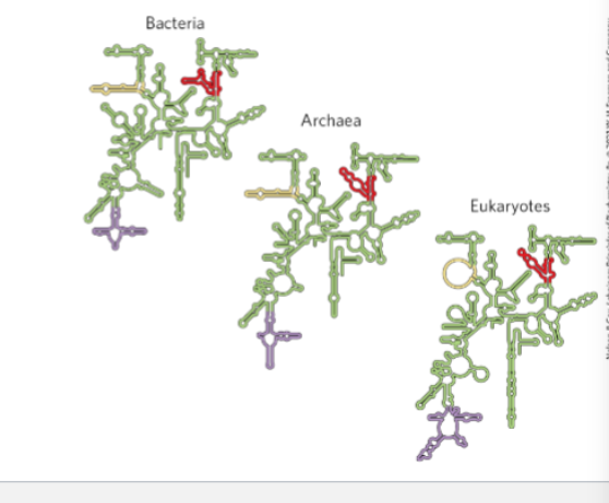 <p><strong>RNA contributes directly to the three-dimensional structure of the ribosome.</strong></p><ul><li><p><strong>rRNA forms the structural core of the ribosome</strong>, creating the main framework of the large and small subunits.</p></li><li><p><strong>Ribosomal proteins are mostly located on the outer surface</strong>, stabilizing the rRNA structure rather than forming the core.</p></li><li><p>The <strong>complex folding of rRNA into helices and loops</strong> generates the ribosome’s <strong>3-D architecture</strong>.</p></li><li><p>rRNA also forms the <strong>peptidyl transferase center</strong>, which catalyzes peptide bond formation.</p></li></ul><p><strong>Key idea:</strong><br>The ribosome is a <strong>ribozyme</strong>, meaning <strong>rRNA (not protein) provides both much of the structure and the catalytic activity</strong> of the ribosome.</p>