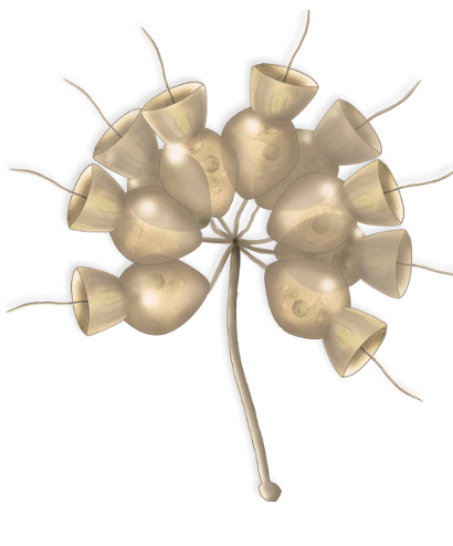 <ul><li><p><span>Animal-like protists closely related to sponges</span></p></li><li><p><span>Single-celled and colonial forms</span></p></li><li><p><span>Filter feeders; resemble choanocytes that line the inside of sponges</span></p></li><li><p><span>Each one has a single, posterior flagellum surrounded by a collar of microvilli</span></p></li><li><p><span>Beating of flagellum creates a water current through the collar, where food is taken in by phagocytosis</span></p></li></ul><p></p>