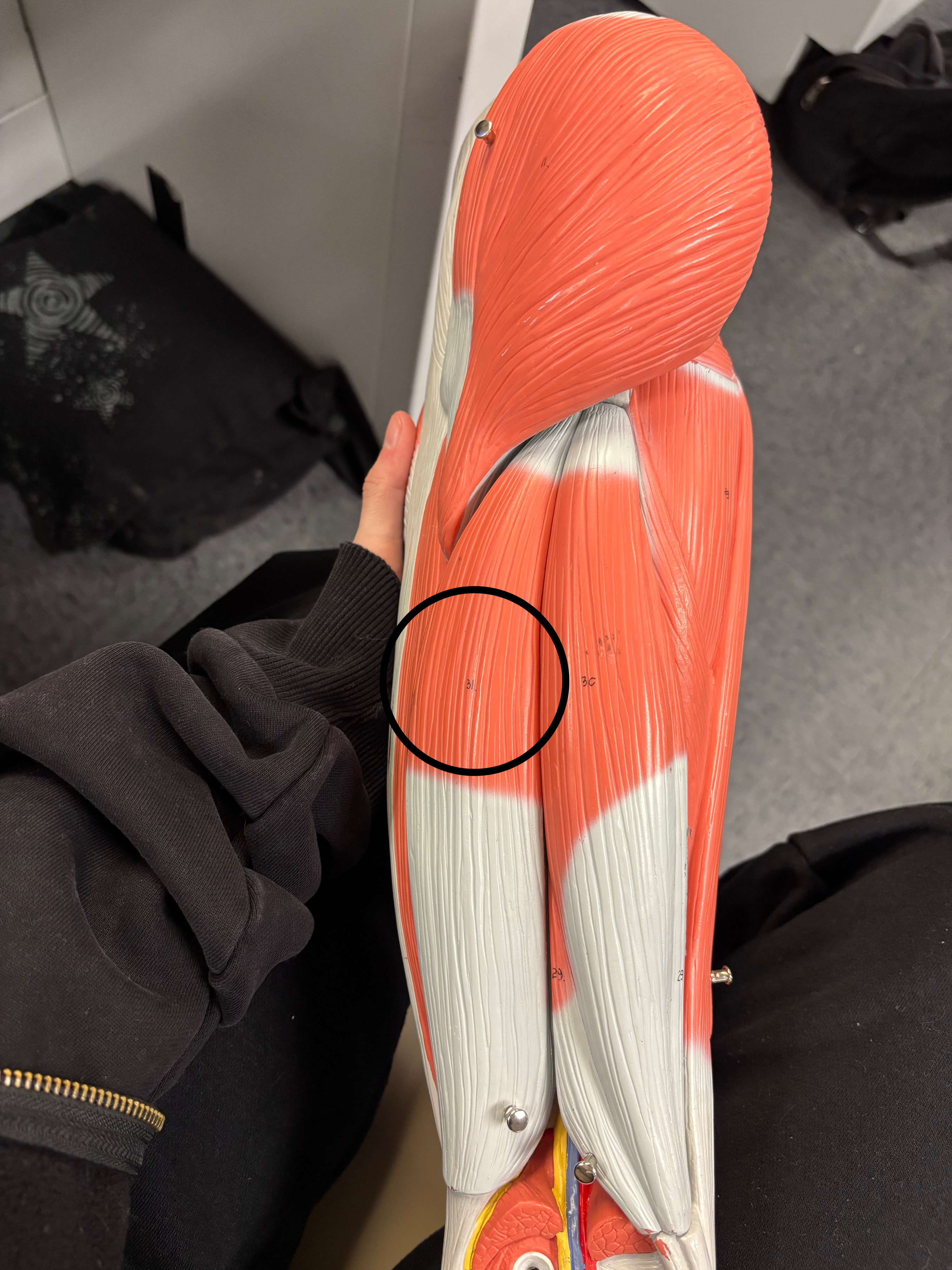 <p>Biceps femoris muscle</p><p>Extension of the thigh at the hip joint, flexion of the leg at the knee joint</p>