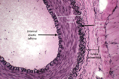 <p>medium-sized artery</p><ul><li><p>lots of <strong>tunica adventicia/externa</strong></p></li><li><p>patent: large, <strong>open lumen</strong> (structure so blood flows through)</p></li></ul><p></p><p></p>