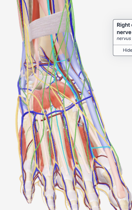 <p>Diep, enkel, zenuw</p>
