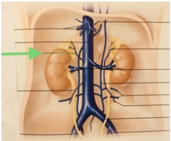 <p>tributary to IVC</p>