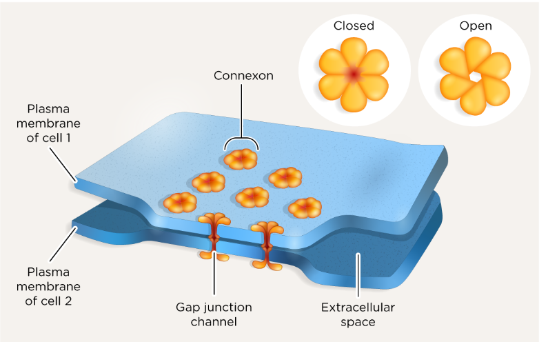 <p>cell to cell communication through connexons, water/some solutes/signaling NO PROTEINS</p>