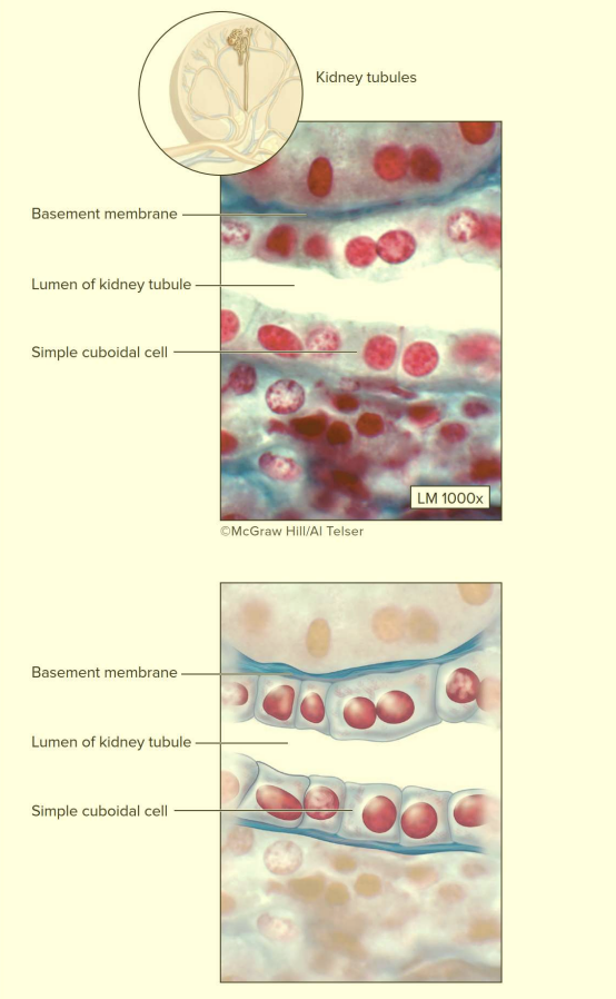 <p>4.1E TYPES OF EPITHELIUM: <span style="color: rgb(181, 25, 217);"><strong><em>SIMPLE</em></strong></span> cuboidal epithelium</p>