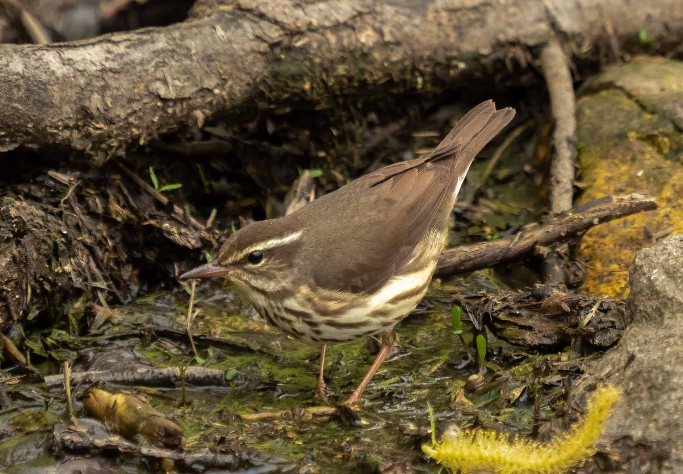 <p>Common name<br>Family</p>