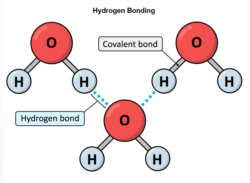 <p>responsible for several unique properties of water including thermal cohesive and solvent properties</p>