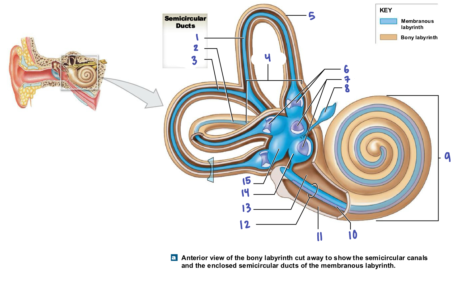 <p>The vestibular complex creates the :</p><ul><li><p>hair cells</p></li><li><p>semicircular canals</p></li><li><p>utricle and saccule</p></li></ul><p></p>