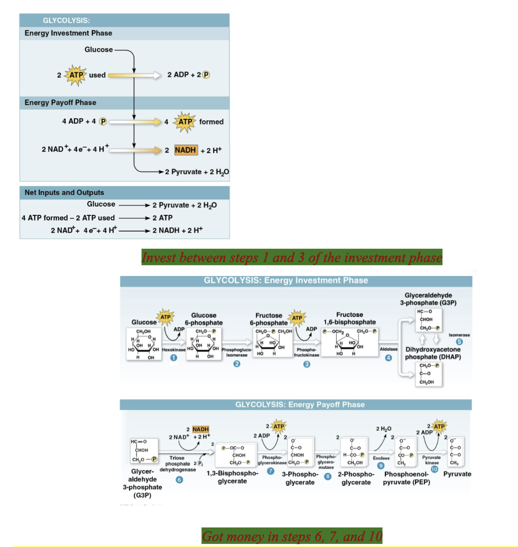 <p>Glycolysis step 8</p>