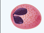 <p>eosinophils</p>