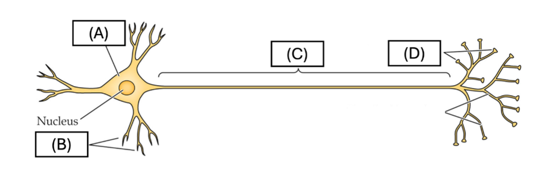 <p>Use the following picture to label the parts of the neuron.</p><p></p>