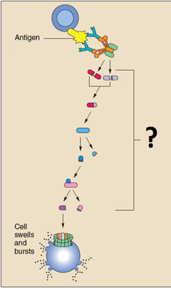 <p>complement system</p><p>(Note: The activation</p><p>of the complement</p><p>system results in a</p><p>cascade that attracts</p><p>phagocytes to foreign</p><p>cells and helps destroy</p><p>them by promoting cell</p><p>lysis)</p>