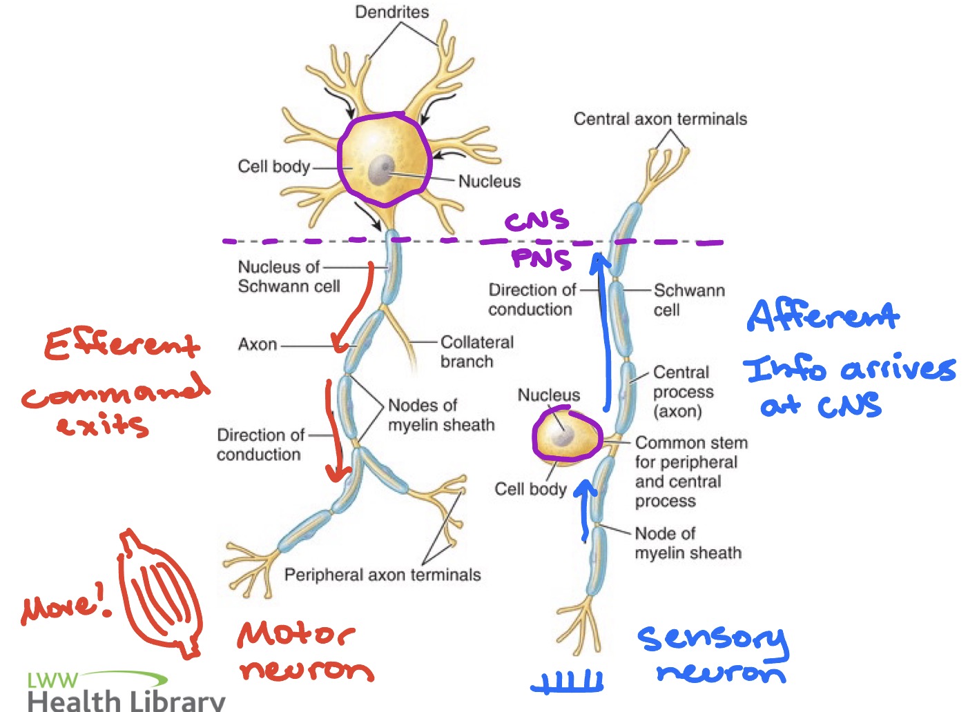 <ul><li><p><span style="color: rgb(230, 12, 12);">Motor: sends signals from CNS to effectors </span></p></li><li><p><span style="color: rgb(31, 20, 232);">Sensory: sends signals from effectors to CNS</span></p></li></ul><p></p>