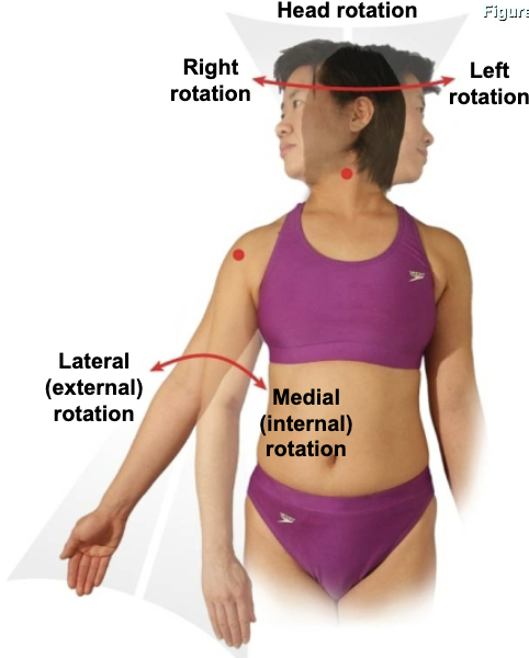 <p>Circumduction vs. Rotation (Joint Motion)</p>