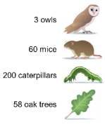 <p>not only the listing of the species in the community but abundance of each species </p><ul><li><p>the greater the diversity, the greater the number and the more even the distribution of the species</p></li></ul><p></p>