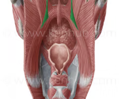 <p><span>INNER LONGITUDINAL LAYER</span><br><br><span>origin: auditory tube</span><br><br><span>insertion: lateral pharyngeal wall (converges with palatopharyngeus muscle)</span><br><br><span>innervation: CN X via pharyngeal plexus</span><br><br><span>function: elevates lateral pharyngeal wall</span></p>