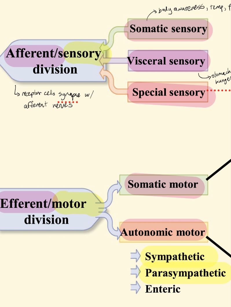 <p>Afferent/sensory divison, efferent/motor divison.</p><p>Afferent: somatic, visceral, special sensory</p><p>Efferent: somatic and autonomic motor (sympathetic, parasympathetic, enteric) </p>