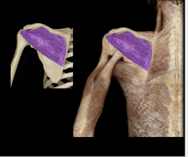 <p>What the highlighted structure is acting on the<strong> <mark data-color="#fcf9d5" style="background-color: rgb(252, 249, 213); color: inherit;">humerus rotator cuff</mark></strong>. What muscle is this called?</p>