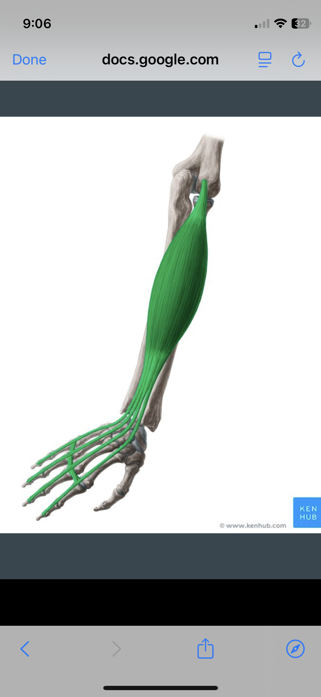 <p>Extensor Digitorum</p>