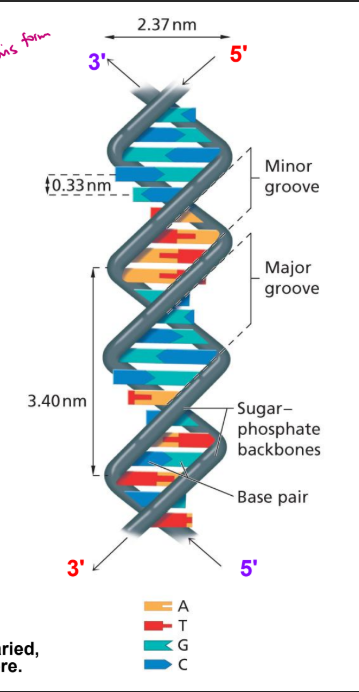 <p>B form - most common, always assume its this one, secondary structure, strands are anti parallel with right handed twist, has major groove where proteins interact with it and sometimes in minor</p><p>A form - dehydrated so theres less water, right handed twist, shorter</p><p>Z form - very rare, left handed twist</p>
