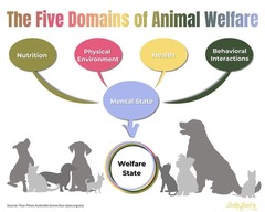 <p>Domain 1: Nutrition</p><p>Domain 2: Physical Environment</p><p>Domain 3: Health</p><p>Domain 4: Behavioral Interactions</p><p>These 4 all contribute to</p><p>Domain 5: Mental State/Experiences</p><p>All of these together are a framework for animal welfare assessment</p>