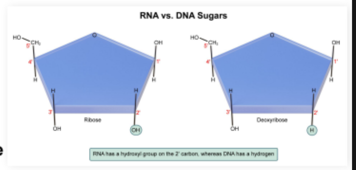 <p><strong>DNA (deoxyribonucleic acid): Antiparallel </strong>double helix molecule containing deoxyribose sugars</p><p>Deoxyribose sugars with a <strong>hydroxyl group on only the 3’ carbon, not the 2’</strong></p><p></p><p>Two complementary strands wind around each other</p>