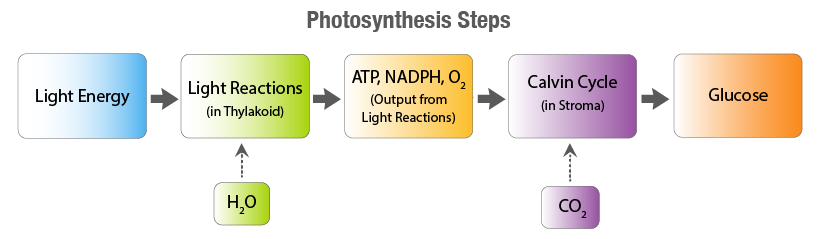 <ol><li><p>Light hits chlorophyll (thylakoids)</p></li><li><p>Water is split → O₂ released</p></li><li><p>ATP + NADPH are made</p></li><li><p>Calvin cycle uses CO₂ + ATP + NADPH</p></li><li><p>Glucose is produced</p></li></ol><p></p>
