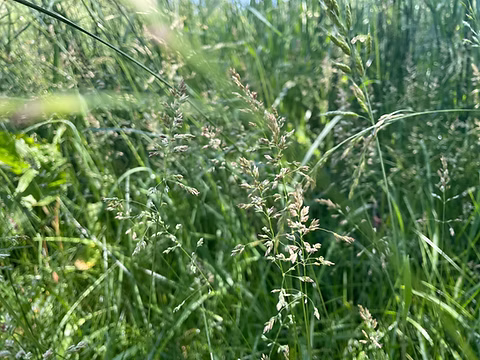 <p>Identify the <strong>grass</strong></p>
