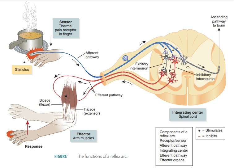 <p>Describe a typical somatic nervous pathway</p>