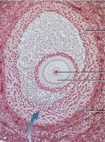<p>What cell is shown </p>