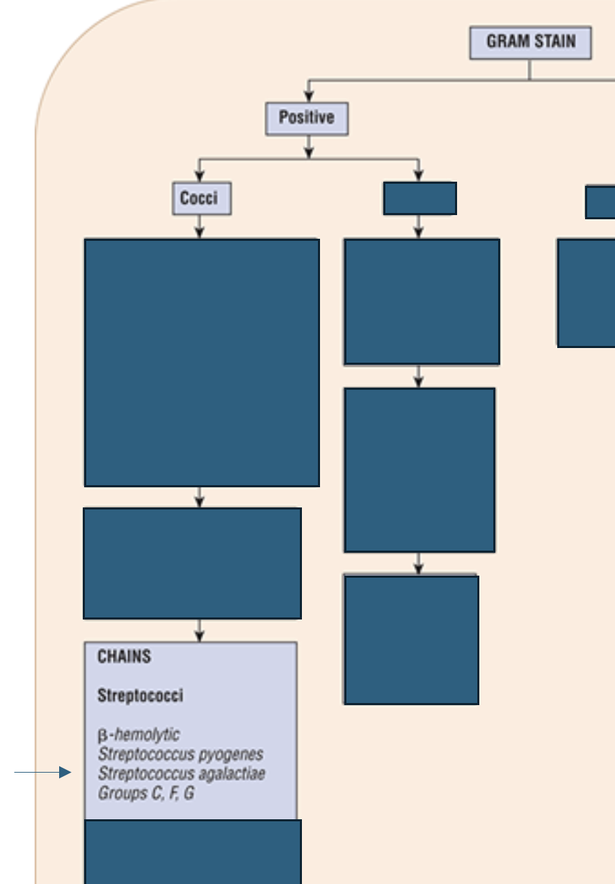<p>Streptococcus pyogenes, Streptococcus agalactiae, and Groups C, F, and G</p>