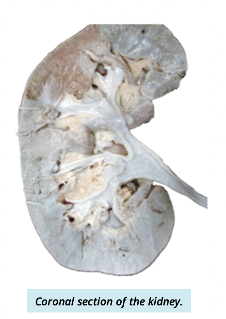 <ul><li><p>filter blood to produce urine</p></li><li><p>balance ion concentration + body fluid volume</p></li><li><p>produce erythropoitin </p><ul><li><p>homrone that stimulates red blood cell production </p></li></ul></li></ul><p></p>