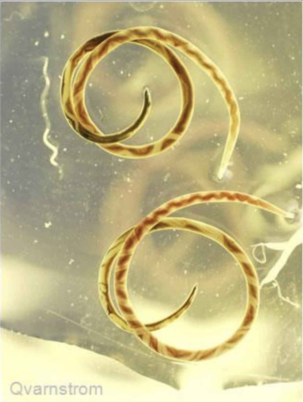 <p>Name the parasite species? </p>