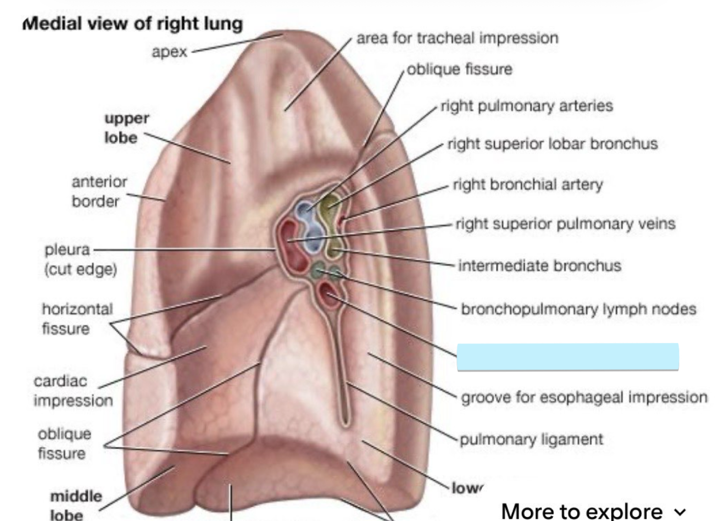 <p>below the bronchi</p><ul><li><p>structure</p></li></ul><p></p>