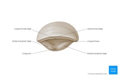 <p>incisal edge; the mesial to distal dimension greater than the facial to lingual dimension; the mesiomarginal ridge seen longer than the distomarginal ridge</p>