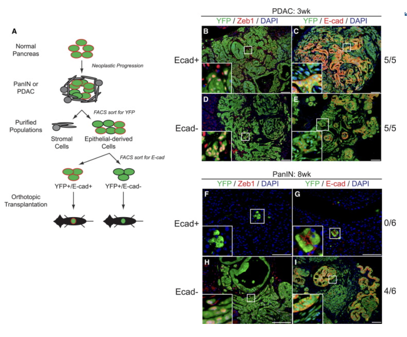 <p>What is the point of figure 5?</p>