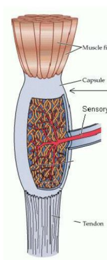 <p>A type of proprioceptor that monitors both muscle tension and force and is made of collagen and sensory fibers.</p><ul><li><p>Runs in series with the muscle and is located in the musculotendinous junction</p></li></ul><p></p>