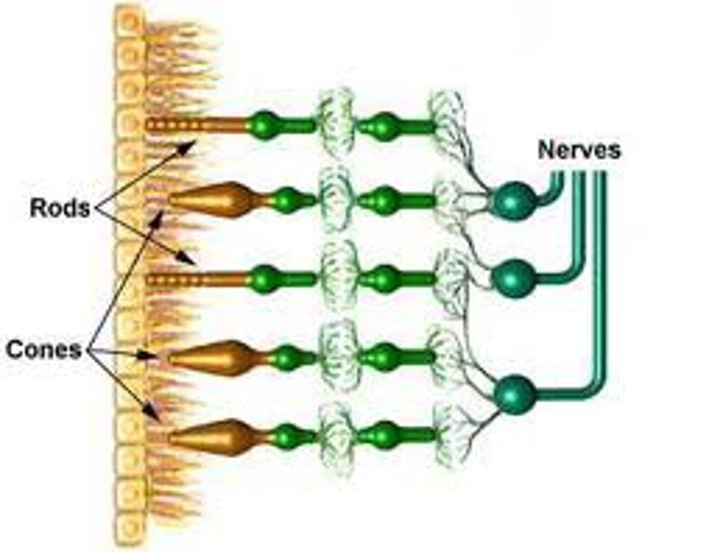 <p>Photoreceptor good for color and bright light/details</p>