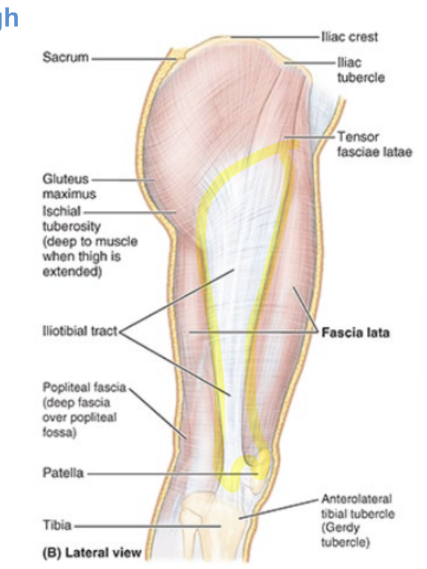 <ul><li><p><strong>IT band</strong></p></li><li><p>broad band of fibers = shared aponeurosis of tensor fasciae latae & glut maximus muscles</p></li><li><p>extends from iliac tubercle to anterolateral tubercle of tibia</p></li></ul><p></p>