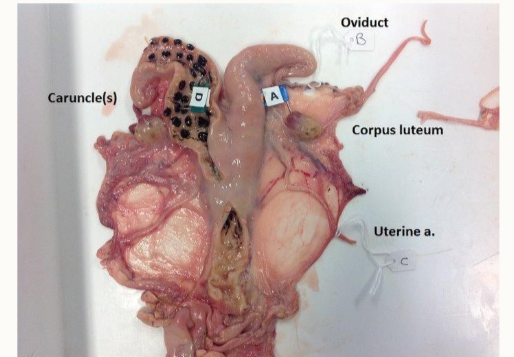 <p>A = corpus luteum</p><p>B = oviduct</p><p>C = uterine artery</p><p>D = caruncles</p>