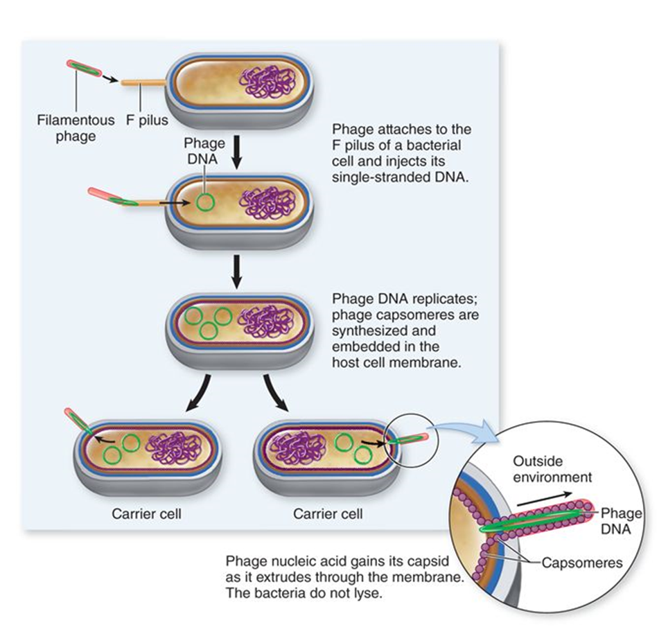 <p>viruses that <em><u>leak out of extrude</u></em> without killing host cells</p>