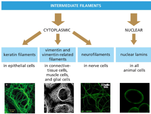 <p>Are classified by cell type and subcellular localization</p>