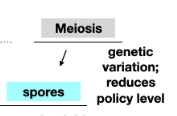 <p>Meiosis</p>